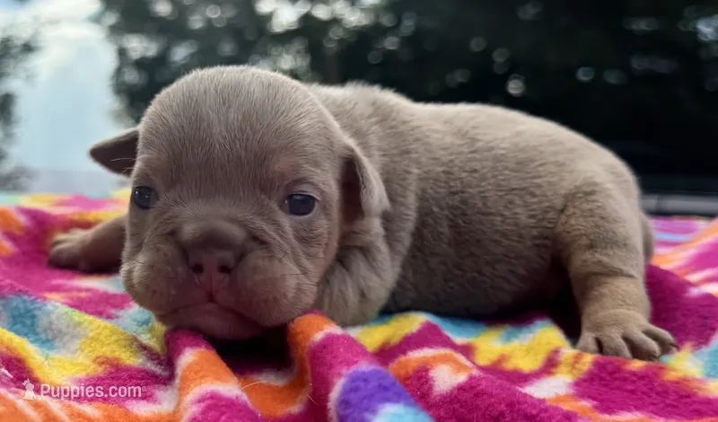 Carol – English Bulldog puppy for sale in Colorado Springs, CO