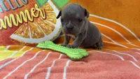 Spud, a male English Bulldog for sale in Colorado Springs, CO – 4 of 10