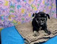 Phoenix, a female English Bulldog for sale in Colorado Springs, CO – 3 of 10