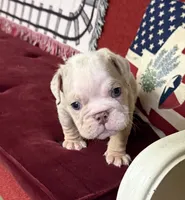 Hambone, a male English Bulldog for sale in Colorado Springs, CO – 7 of 10