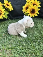 Indie, a female English Bulldog for sale in Colorado Springs, CO – 9 of 10