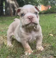Rambo, a male English Bulldog for sale in Colorado Springs, CO – 3 of 8