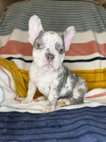 Colette, a female French Bulldog for sale in Colorado Springs, CO – 3 of 4