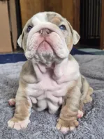 Bertie Bot, a female English Bulldog for sale in Colorado Springs, CO – Photo 5 of 10