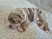 Bertie Bot, a female English Bulldog for sale in Colorado Springs, CO – Photo 10 of 10
