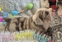 Bertie Bot, a female English Bulldog for sale in Colorado Springs, CO – Photo 7 of 10