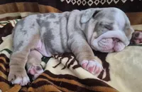 Bertie Bot, a female English Bulldog for sale in Colorado Springs, CO – Photo 3 of 10