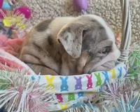 Bertie Bot, a female English Bulldog for sale in Colorado Springs, CO – Photo 6 of 10