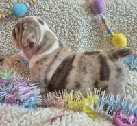 Bertie Bot, a female English Bulldog for sale in Colorado Springs, CO – Photo 9 of 10