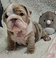 Bertie Bot, a female English Bulldog for sale in Colorado Springs, CO – Photo 4 of 10