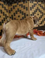 Iggy, a male English Bulldog for sale in Colorado Springs, CO – 9 of 10
