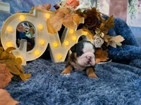 Murphy, a male English Bulldog for sale in Colorado Springs, CO – 5 of 10