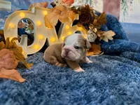 Rosie, a female English Bulldog for sale in Colorado Springs, CO – 5 of 8