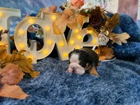 Murphy, a male English Bulldog for sale in Colorado Springs, CO – 7 of 10