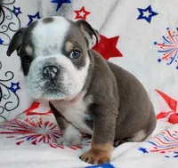 Angus, a male English Bulldog for sale in Colorado Springs, CO – 2 of 3