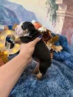 Murphy, a male English Bulldog for sale in Colorado Springs, CO – 10 of 10