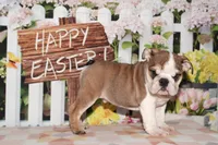 Diesel, a male English Bulldog for sale in Colorado Springs, CO – Photo 2 of 10