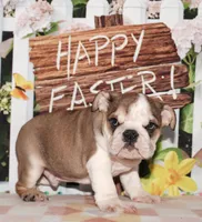 Diesel, a male English Bulldog for sale in Colorado Springs, CO – Photo 1 of 10