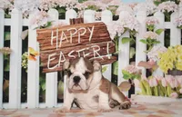 Diesel, a male English Bulldog for sale in Colorado Springs, CO – Photo 3 of 10