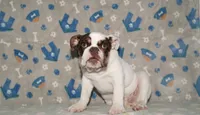 Biggie, a male English Bulldog for sale in Colorado Springs, CO – 9 of 10