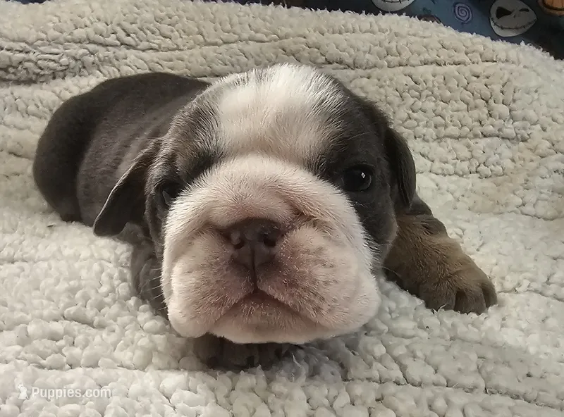 Ozzy – English Bulldog puppy for sale in Colorado Springs, CO