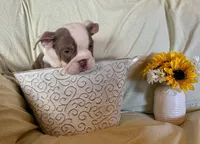Maverick, a male English Bulldog for sale in Colorado Springs, CO – 6 of 9