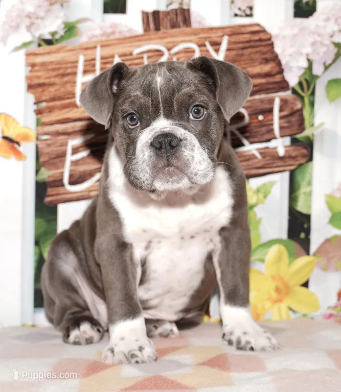 Lola – English Bulldog puppy for sale in Colorado Springs, CO