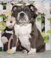 Lola, a female English Bulldog for sale in Colorado Springs, CO – Photo 1 of 10