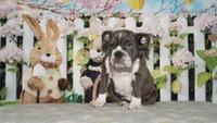 Lola, a female English Bulldog for sale in Colorado Springs, CO – Photo 9 of 10