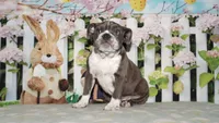 Lola, a female English Bulldog for sale in Colorado Springs, CO – Photo 5 of 10