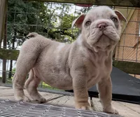 Rambo, a male English Bulldog for sale in Colorado Springs, CO – 7 of 8