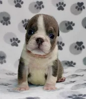 Rambo, a male English Bulldog for sale in Colorado Springs, CO – 2 of 4