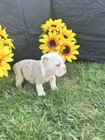 Indie, a female English Bulldog for sale in Colorado Springs, CO – 6 of 10