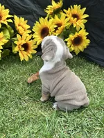 Olympia, a female English Bulldog for sale in Colorado Springs, CO – 7 of 10