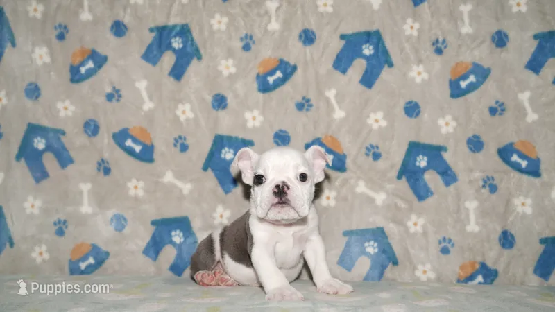Turbo – English Bulldog puppy for sale in Colorado Springs, CO