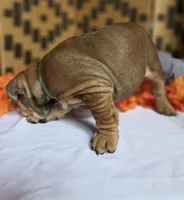 Bear, a female English Bulldog for sale in Colorado Springs, CO – 4 of 10