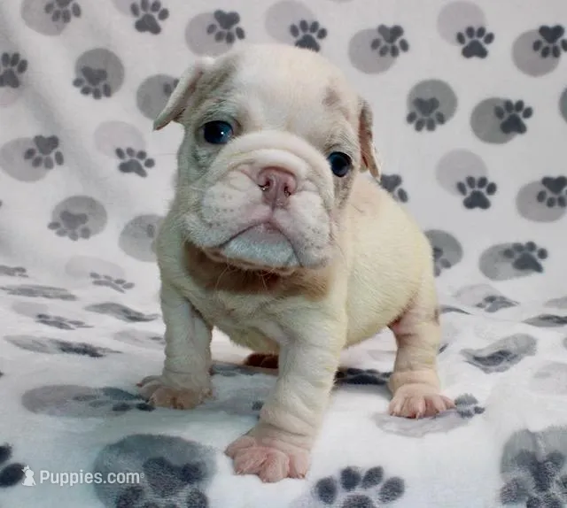 Dolly – English Bulldog puppy for sale in Colorado Springs, CO