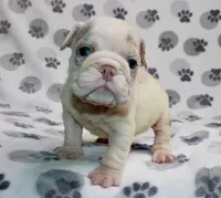Dolly, a female English Bulldog for sale in Colorado Springs, CO – 1 of 3