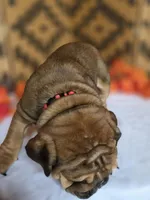 Layla, a female English Bulldog for sale in Colorado Springs, CO – 10 of 10
