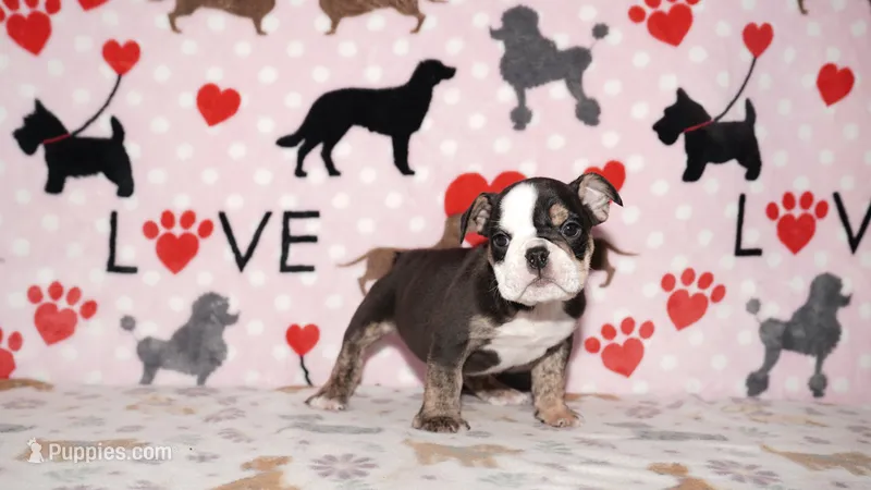 Honeybear – English Bulldog puppy for sale in Colorado Springs, CO