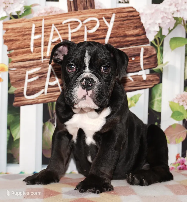 Cheeto – English Bulldog puppy for sale in Colorado Springs, CO