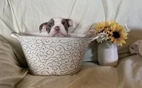 Maverick, a male English Bulldog for sale in Colorado Springs, CO – 2 of 9