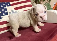 Hambone, a male English Bulldog for sale in Colorado Springs, CO – 4 of 10