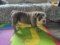 Koda, a male English Bulldog for sale in Colorado Springs, CO – Photo 8 of 8