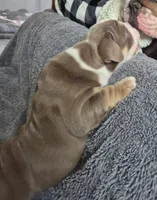 Koda, a male English Bulldog for sale in Colorado Springs, CO – Photo 2 of 8