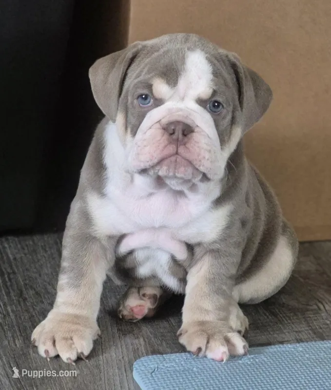 Koda – English Bulldog puppy for sale in Colorado Springs, CO