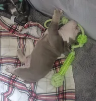 Koda, a male English Bulldog for sale in Colorado Springs, CO – Photo 4 of 8