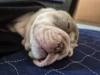 Koda, a male English Bulldog for sale in Colorado Springs, CO – Photo 7 of 8