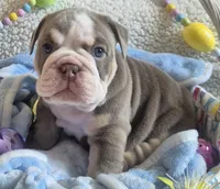 Koda, a male English Bulldog for sale in Colorado Springs, CO – Photo 1 of 8