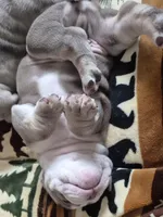 Koda, a male English Bulldog for sale in Colorado Springs, CO – Photo 5 of 8